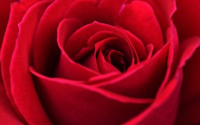 Inilah 3 Bunga Mawar Terpopuler