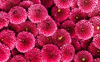 Bunga Herbal Salvia yang bermanfaat