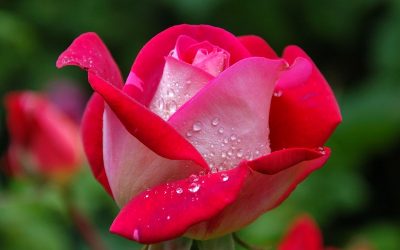 Cara Mengawetkan Bunga Mawar